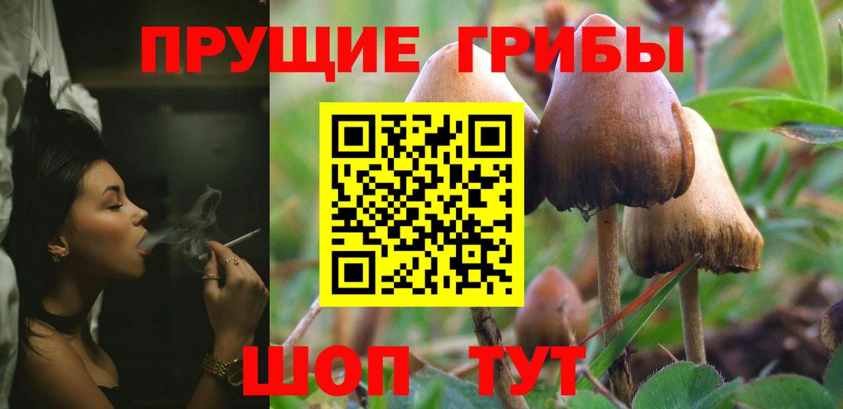 Псилоцибиновые грибы Psilocybe  Вход с VPN  Белорецк 